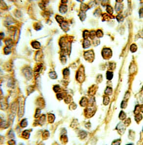 Immunohistochemistry DHX16 Antibody - BSA Free