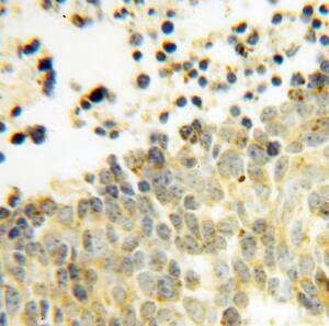 Immunohistochemistry DEXI Antibody - BSA Free