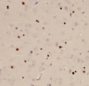 Immunohistochemistry: DEDD2 Antibody - BSA Free [NBP3-48029] - Immunohistochemistry of paraffin-embedded human brain using (DEDD2 antibody) at dilution of 1:100