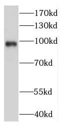 Western Blot: DDX23 Antibody - BSA Free [NBP3-48035] - K-562 cells were subjected to SDS PAGE followed by western blot with (DDX23 antibody) at dilution of 1:1000