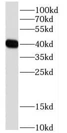 Western Blot DDRGK1 Antibody - BSA Free
