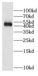 Western Blot: DDI1 Antibody - BSA Free [NBP3-48038] - Mouse testis tissue were subjected to SDS PAGE followed by western blot with (DDI1 antibody) at dilution of 1:1000