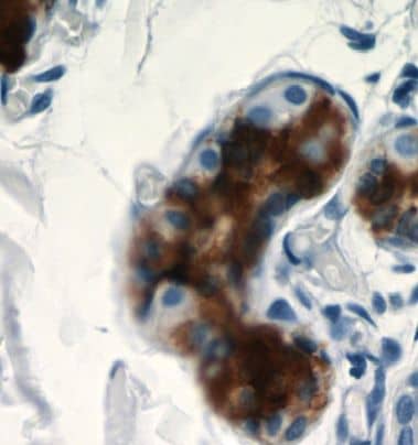 Immunohistochemistry: Dermcidin Antibody - BSA Free [NBP3-48044] - Immunohistochemistry of paraffin-embedded human skin tissue using (Dermcidin antibody) at dilution of 1:50