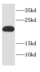 Western Blot NDUFA12 Antibody - BSA Free