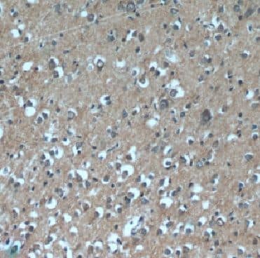 Immunohistochemistry DAOA Antibody - BSA Free