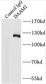 Immunoprecipitation DAAM1 Antibody - BSA Free