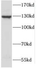 Western Blot: SPECC1L Antibody - BSA Free [NBP3-48053] - NIH/3T3 cells were subjected to SDS PAGE followed by western blot with (SPECC1L Antibody) at dilution of 1:600