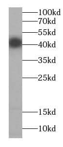 Western Blot Cyclin I Antibody - BSA Free