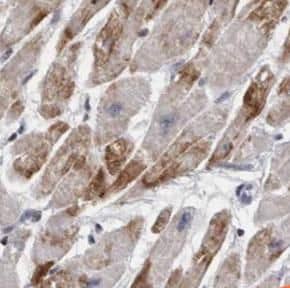 Immunohistochemistry Cyclin I Antibody - BSA Free