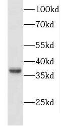 Western Blot CXXC5 Antibody - BSA Free
