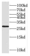 Western Blot CUTC Antibody - BSA Free