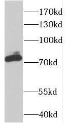 Western Blot: CSTF3 Antibody - BSA Free [NBP3-48093] - K-562 cells were subjected to SDS PAGE followed by western blot with ( CSTF3 Antibody) at dilution of 1:600