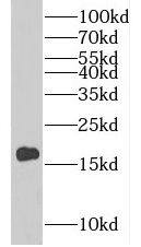 Western Blot: CST9L Antibody - BSA Free [NBP3-48094] - Human kidney tissue were subjected to SDS PAGE followed by western blot with (CST9L antibody) at dilution of 1:500