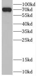Western Blot CSNK1A1L Antibody - BSA Free
