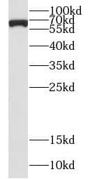 Western Blot: CSGALNACT2 Antibody - BSA Free [NBP3-48100] - K-562 cells were subjected to SDS PAGE followed by western blot with (CSGALNACT2 antibody) at dilution of 1:800