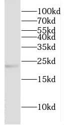 Western Blot CRYBA2 Antibody - BSA Free