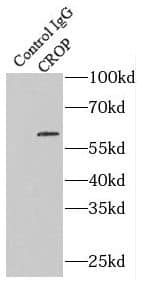 Immunoprecipitation: CROP Antibody - BSA Free [NBP3-48107] - IP Result of anti-CROP (IP:, 4ug; Detection: 1:500) with HepG2 cells lysate 3600ug.