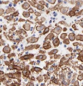 Immunohistochemistry: CPZ Antibody - BSA Free [NBP3-48112] - Immunohistochemistry of paraffin-embedded human placenta tissue slide using  (CPZ antibody) at dilution of 1:100