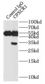 Immunoprecipitation: CPXCR1 Antibody - BSA Free [NBP3-48113] - IP Result of anti-CPXCR1 (IP:, 4ug; Detection: 1:300) with mouse skeletal muscle tissue lysate 3600ug.