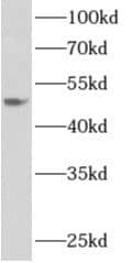 Western Blot: Apolipoprotein L4 Antibody - BSA Free [NBP3-48123] - HepG2 cells were subjected to SDS PAGE followed by western blot with (Apolipoprotein L4 Antibody) at dilution of 1:1000