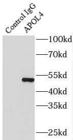 Immunoprecipitation: Apolipoprotein L4 Antibody - BSA Free [NBP3-48123] - IP Result of anti-Apolipoprotein L4 (IP:, 4ug; Detection: 1:1000) with HepG2 cells lysate 4000ug.