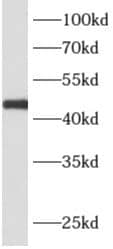 Western Blot APOBEC4 Antibody - BSA Free