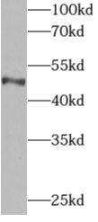 Western Blot: API5 Antibody - BSA Free [NBP3-48128] - HepG2 cells were subjected to SDS PAGE followed by western blot with (API5 Antibody) at dilution of 1:300