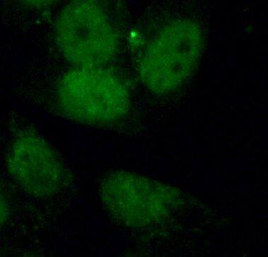 Immunocytochemistry/ Immunofluorescence: API5 Antibody - BSA Free [NBP3-48128] - Immunofluorescent analysis of 10% Formaldehyde fixed HepG2 cells using  (API5 antibody) at dilution of 1:50 and FITC-conjugated Goat Anti-Rabbit IgG(H+L)