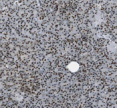 Immunohistochemistry: API5 Antibody - BSA Free [NBP3-48128] - Immunohistochemistry of paraffin-embedded human pancreas tissue slide using (API5 Antibody) at dilution of 1:50