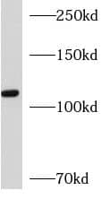 Western Blot: AP3D1 Antibody - BSA Free [NBP3-48134] - NIH/3T3 cells were subjected to SDS PAGE followed by western blot with (AP3D1 antibody) at dilution of 1:500
