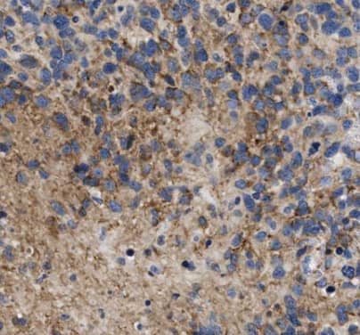 Immunohistochemistry Antizyme inhibitor 1 Antibody - BSA Free