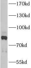 Western Blot: ANKZF1 Antibody - BSA Free [NBP3-48142] - BxPC-3 cells were subjected to SDS PAGE followed by western blot with (ANKZF1 Antibody) at dilution of 1:2000