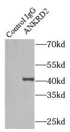 Immunoprecipitation ANKRD2 Antibody - BSA Free
