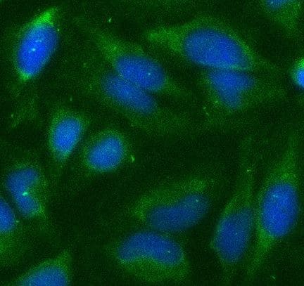 Immunocytochemistry/ Immunofluorescence LEM3 Antibody - BSA Free