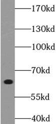 Western Blot LEM3 Antibody - BSA Free