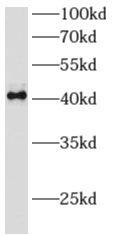 Western Blot: Archaemetzincin 2 Antibody - BSA Free [NBP3-48164] - HepG2 cells were subjected to SDS PAGE followed by western blot with (Archaemetzincin 2 antibody) at dilution of 1:1000