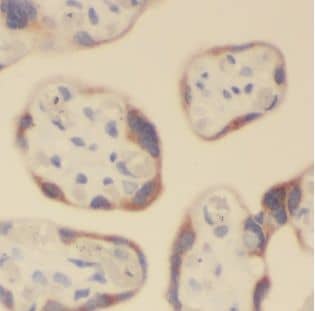 Immunohistochemistry: ALG5 Antibody - BSA Free [NBP3-48182] - Immunohistochemistry of paraffin-embedded human placenta using (ALG5 antibody) at dilution of 1:50