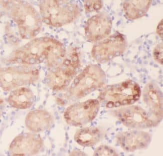 Immunohistochemistry: AKAP14 Antibody - BSA Free [NBP3-48190] - Immunohistochemistry of paraffin-embedded human kidney using (AKAP14 antibody) at dilution of 1:50