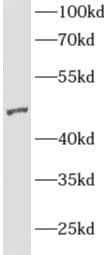 Western Blot AGFG2 Antibody - BSA Free