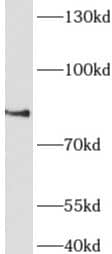 Western Blot: AFAP1L1 Antibody - BSA Free [NBP3-48205] - COS-7 cells were subjected to SDS PAGE followed by western blot with (AFAP1L1 Antibody) at dilution of 1:600