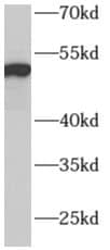 Western Blot: ADPGK Antibody - BSA Free [NBP3-48207] - Human liver tissue were subjected to SDS PAGE followed by western blot with (ADPGK antibody) at dilution of 1:500