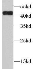 Western Blot: alcohol dehydrogenase 1C Antibody - BSA Free [NBP3-48211] - Mouse liver tissue were subjected to SDS PAGE followed by western blot with(alcohol dehydrogenase 1C antibody) at dilution of 1:1000