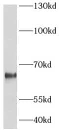 Western Blot ADCK5 Antibody - BSA Free
