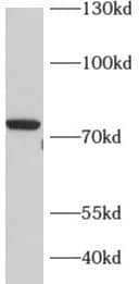 Western Blot: RED1 Antibody - BSA Free [NBP3-48218] - Rat brain tissue were subjected to SDS PAGE followed by western blot with (RED1 antibody) at dilution of 1:1000