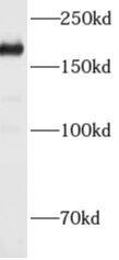 Western Blot ADAMTS12 Antibody - BSA Free