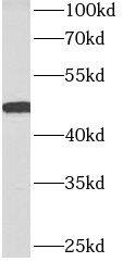 Western Blot ACTR3B Antibody - BSA Free