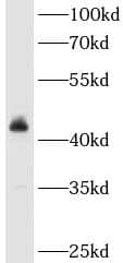 Western Blot: ACTR10 Antibody - BSA Free [NBP3-48224] - Mouse brain tissue were subjected to SDS PAGE followed by western blot with (ACTR10 Antibody) at dilution of 1:600