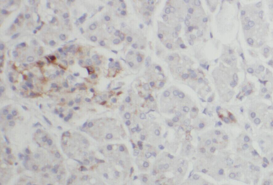 Immunohistochemistry: ACAD10 Antibody - BSA Free [NBP3-48240] - Immunohistochemistry of paraffin-embedded human pancreas using (ACAD10 antibody) at dilution of 1:100