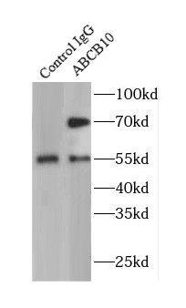 Immunoprecipitation: ABCB10 Antibody - BSA Free [NBP3-48252] - IP Result of anti-ABCB10 (IP:, 4ug; Detection: 1:300) with K-562 cells lysate 3200ug.