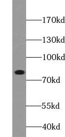 Western Blot: ABCB10 Antibody - BSA Free [NBP3-48252] - K-562 cells were subjected to SDS PAGE followed by western blot with (ABCB10 antibody) at dilution of 1:500